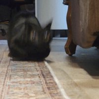 スタートダッシュでぶれる猫1