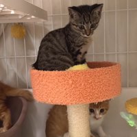 ケージの中にいる3匹の子猫