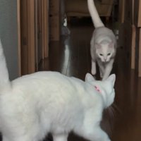 しっぽを立てて歩く猫