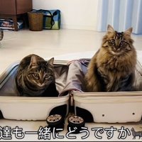スーツケースの中の2匹のキジトラ猫