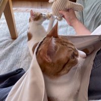 スリングの猫と遊んでもらう猫