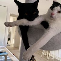 ハンモックにいる猫たち