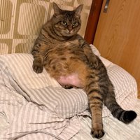 枕の上に座る猫