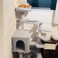 キャットタワーのベッドでくつろぐミヌエット