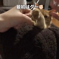 猫に向かって握りしめた手を見せる飼い主たち