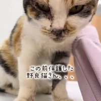 保護された子猫
