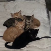 ベッドに集まる子猫たち