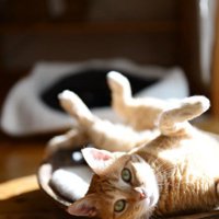 寝転がっている猫