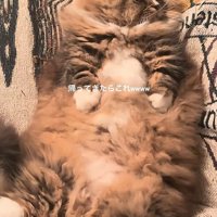 仰向けの猫