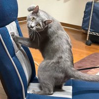 座椅子で爪とぎをする猫