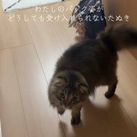 右前足を軽く上げて立っている猫