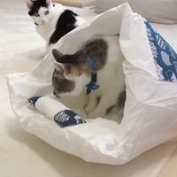 布団の中にいる猫