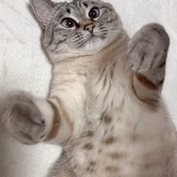 へそ天している猫の上半身