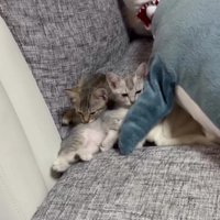 ソファの上の2匹の子猫