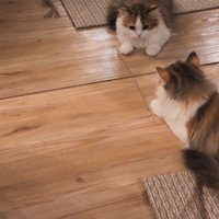 鏡の前に座っている子猫