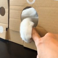 猫が手を出している
