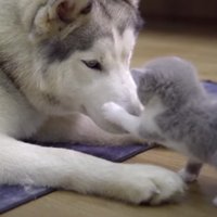 成長したミッキーくん