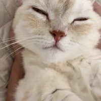 飼い主さんに耳をマッサージしてもらうミヌエット