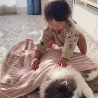 猫を優しく触る子ども