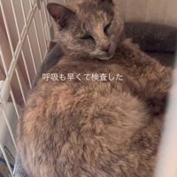 ケージの中にいる猫