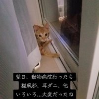 窓際にいる子猫