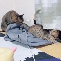 伏せている猫の尻尾に鼻をくっつける猫