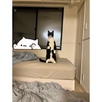 ベッドの上の猫