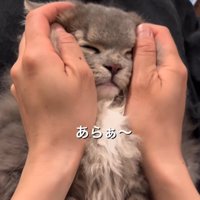 顔を包まれる猫