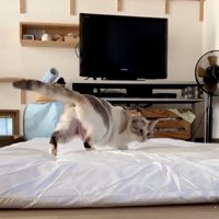 布団をじっと見つめる猫