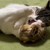 子猫に喉元を噛まれる成猫