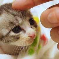 なでなで