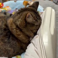 顔を隠す猫のアップ