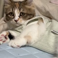 横になる猫