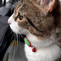 猫の横顔