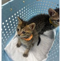 かごの中の子猫