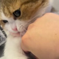 さらに猫の腹の下に指を入れる飼い主