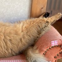 伸ばされた猫の足
