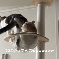 ボウルに片足を入れている猫のお尻にパンチする猫