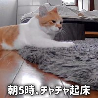 床に寝そべる猫