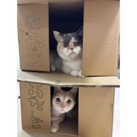 箱に入った猫たち