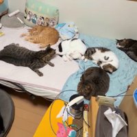 眠る猫