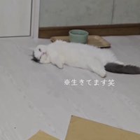 仰向けになって眠る猫を見て笑う飼い主
