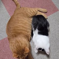 上から見た白黒猫と茶トラ猫