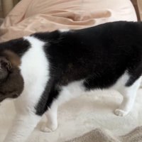 歩いている猫