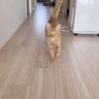 飼い主さんのほうに走ってくる茶トラ猫