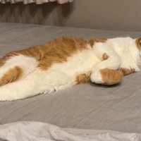 目を閉じて眠る猫