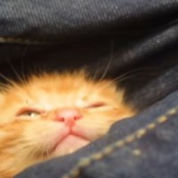 ジーンズに埋もれる茶猫