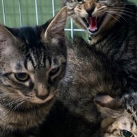 睨みつける子猫