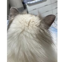 猫の後頭部