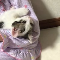 寛ぐ子猫